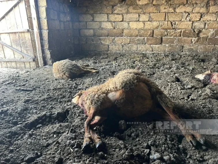 Kürdəmirdə daha bir canavar hücumu - Bu dəfə 13... - (FOTO)